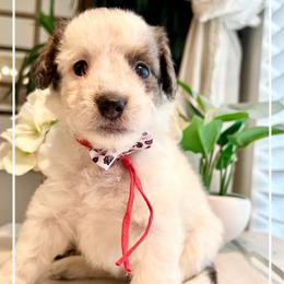 VIOLA - Black and white female Bernedoodle puppy in Houston, Texas from Pia’s Doodle Poodle Wag