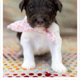 Mister Red - Chocolate male Australian Labradoodle puppy in Wake Forest, North Carolina from Lucky Country Labradoodles