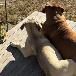 Boerboels from Mass Boerboels