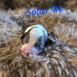 Solar 2 - Red tri-color male Aussiedoodle puppy in Redding, California from House Merrills Minis and Doodles