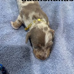 Luna - Fawn (isabella) and tan female Dachshund puppy in Lexington, Oklahoma from Terry's Dachshunds (BooneDox Mini Dachshunds)