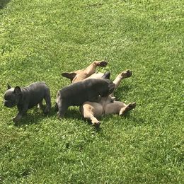French Bulldog and Golden Retriever Puppies from Show me goldens and frenchies
