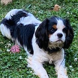 Finn - Cavalier King Charles Spaniel