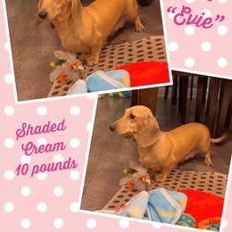 Evie - Dachshund