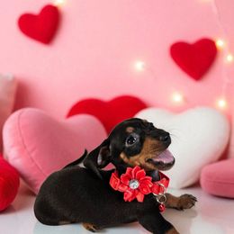 Girl 1 - Black and tan female Dachshund puppy in Alvin, Texas from Cosson's Dachshunds of Alvin