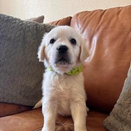 Green boy - Light golden male Golden Retriever puppy in Pahrump, Nevada from Southern Nevada Goldens