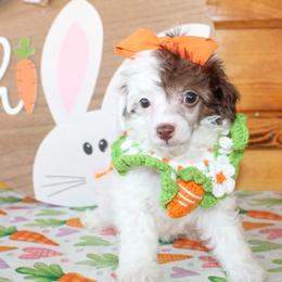 Collie - Parti female Poodle puppy in Hugo, Oklahoma from Ann R.