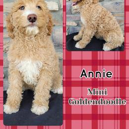 Goldendoodle Puppies from Rose's Doodles