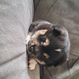 Igloo - Black and tan female Shiba Inu puppy in Osceola, Iowa from Jordan's Shiba Inu