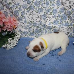 Rick - Red mottled male Australian Cattle Dog puppy in Casa Grande, Arizona from Sonoran Dogz