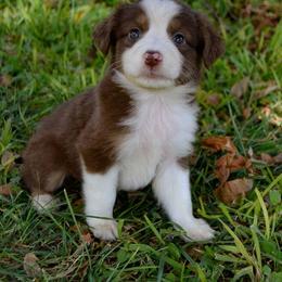 Miniature Australian Shepherd Puppies from Rowdy Ranch Tx