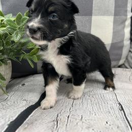 Miniature Australian Shepherd Puppies from B my Sunshines Mini Aussies
