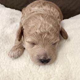 Naya - Apricot female Poodle puppy in Parker, Colorado from N/A