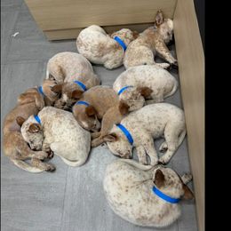 Australian Cattle Dog Puppies from Red Horizon ACD Kennels