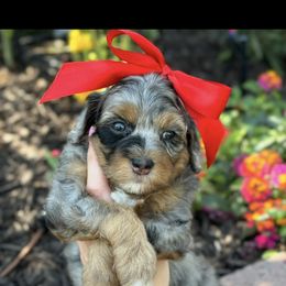 Bernedoodle, Cavapoo, Goldendoodle, and Poodle Puppies from Gypsi Doodles & Poodles