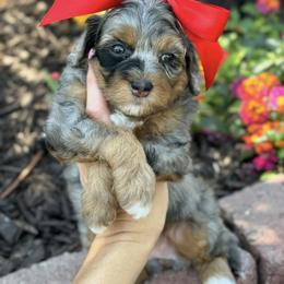 Bernedoodle, Cavapoo, Goldendoodle, and Poodle Puppies from Gypsi Doodles & Poodles