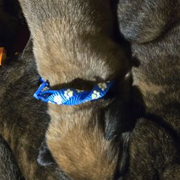 Boy 2, dark blue collar - Apricot male Mastiff puppy in Uhrichsville, Ohio from Angela's Mastiffs