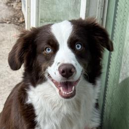 Ruby - Miniature Australian Shepherd