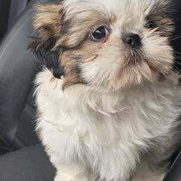 Shih Tzu Puppies from Prairie Creek Puppies