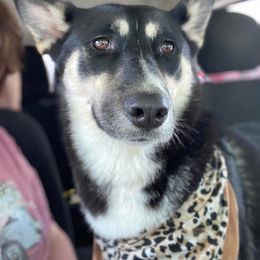 Ray - Siberian Husky