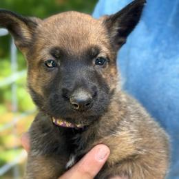Imara - female Belgian Malinois puppy in Sheridan, Arkansas from Dark Sky Kennels