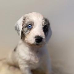 Elizabeth Bennet - Merle Irish Doodle puppy in Tennessee from Family Wolfadoodles