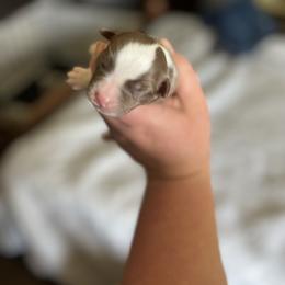 Miniature Australian Shepherd Puppies from Marrowbone Creek Aussies