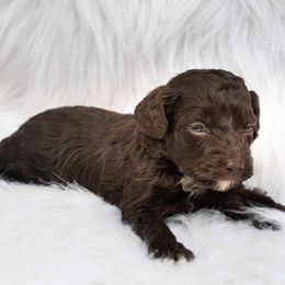 Swiss Miss - Sable and white female Cockapoo puppy in Seattle, Washington from Sweet Home Doodles