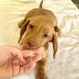 Yellow - Chocolate Dachshund puppy in Silver Springs, Florida from DeMarsh's Dachshunds
