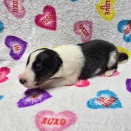 Romeo - Black white and tan male Shetland Sheepdog puppy in Wapello, Iowa from Willow Rayne shelties and more