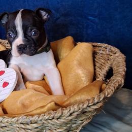 Nala - Black brindle and white female Boston Terrier puppy in Smallett, Missouri from B's Bostons