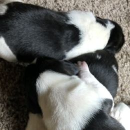 Ethel - Tri-colored female Treeing Walker Coonhound puppy in Vermontville, Michigan from Stackem Up Kennel
