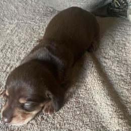 Princess Ellie - Chocolate and tan female Dachshund puppy in El Cajon, California from Lisa Buxton