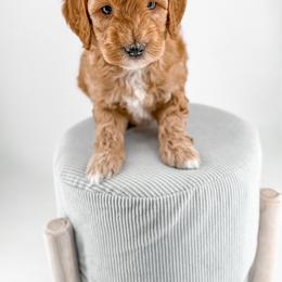 Tuck - Apricot male Goldendoodle puppy in Jamestown, Kentucky from Milk & Honey Doodles