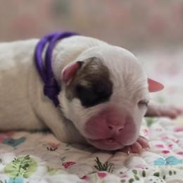 Reese - White and tan female American Bulldog puppy in Three Rivers, Michigan from Jemms Kennels