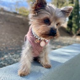 Chardonnay - Yorkshire Terrier