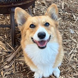 Bri - Pembroke Welsh Corgi