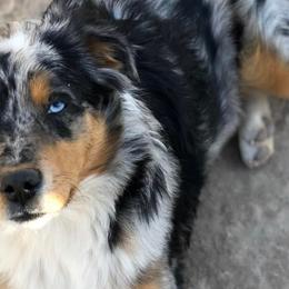 Miniature Australian Shepherds from Robin's Pups