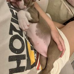 Boston Terrier Puppies from Lola’s House of Bostons & Rescue