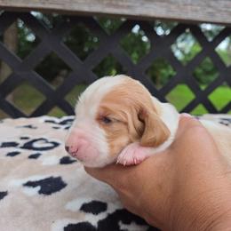 Zillow - Red and white female Basset Hound puppy in Denison, Texas from Emma Lou's Baby Bassets