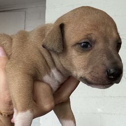 Italian Greyhounds from Robert Ramirez's Italian Greyhound