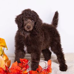 Leo (Sanaz's) - Brown male Poodle puppy in Meadowbrook, California from Standard Poodle Pups