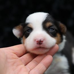Flint- black collar - Black and tan male Pembroke Welsh Corgi puppy in Benjamin, Utah from Nuna’s  Corgis