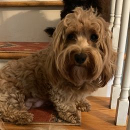 Sabi - Havanese