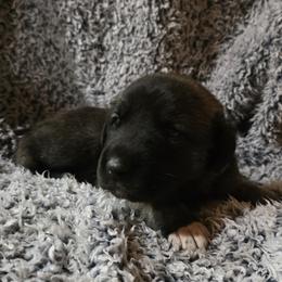 Girl 1- Yellow - Fawn female Anatolian Shepherd Dog puppy in La Grange, Georgia from Florida Anatolian Shepherds