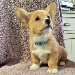 Max Light Blue - White and red male Pembroke Welsh Corgi puppy in Port Byron, Illinois from Seegrist Family Puppies