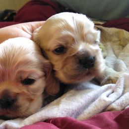 Cocker Spaniels from Moonlites Cockers