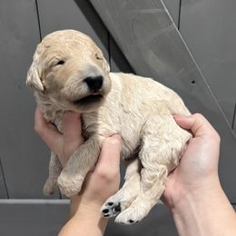 Dancer - Caramel ice male Labradoodle puppy in Monticello, Georgia from Daylin’s Doodles & Labradors