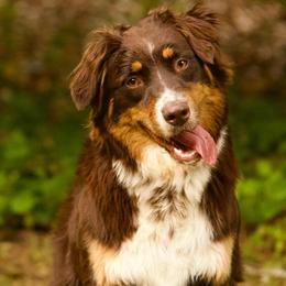 Juniper - Australian Shepherd