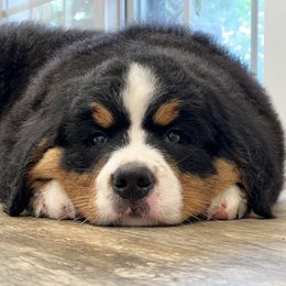 Bernese Mountain Dog and Pembroke Welsh Corgi Puppies from Highland Meadows